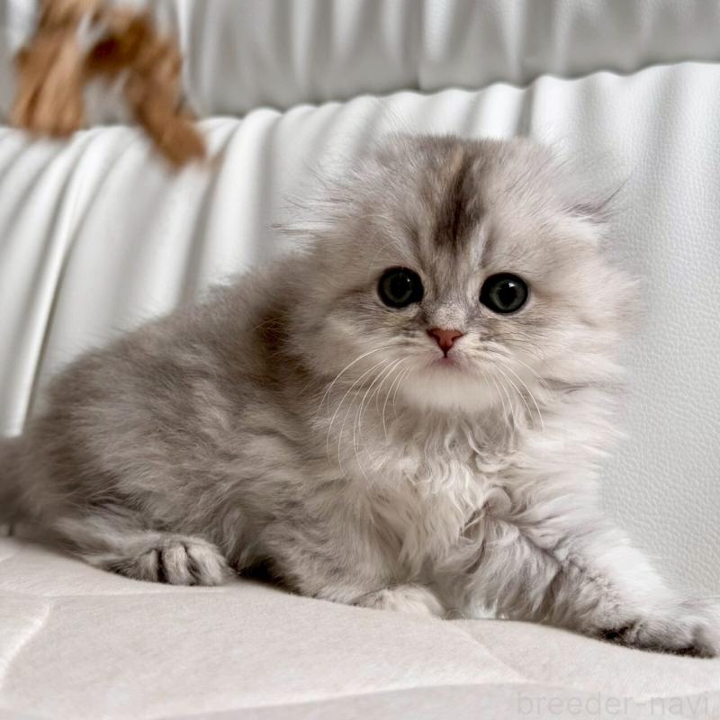 販売中の福岡県のスコティッシュフォールド(折れ耳)-135235の3枚目