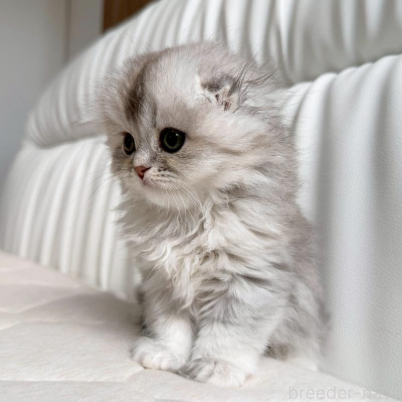 販売中の福岡県のスコティッシュフォールド(折れ耳)-135235の2枚目