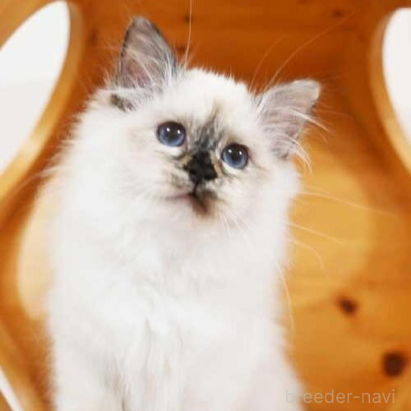 販売中の岡山県のバーマン-135236の1枚目