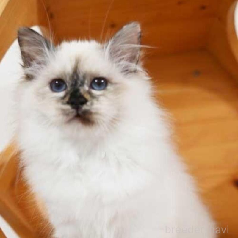 販売中の岡山県のバーマン-135236の4枚目