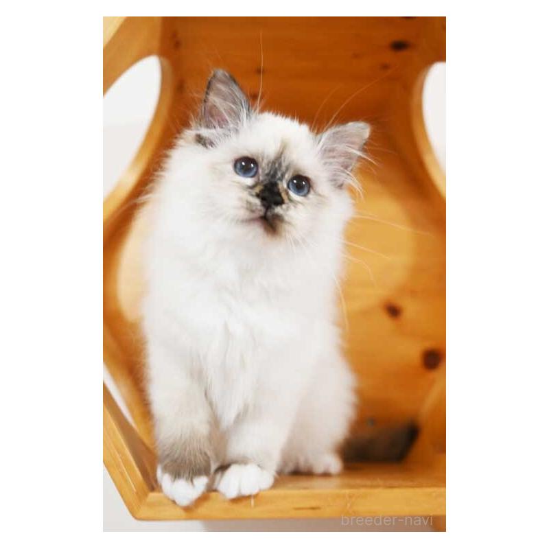 販売中の岡山県のバーマン-135236の3枚目