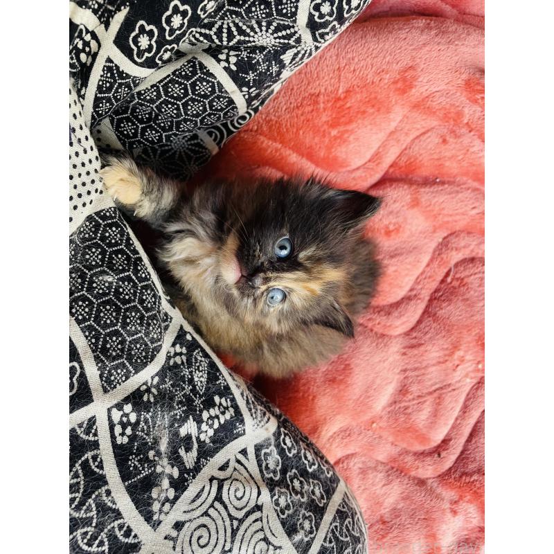 販売中の京都府のメインクーン-135238の5枚目