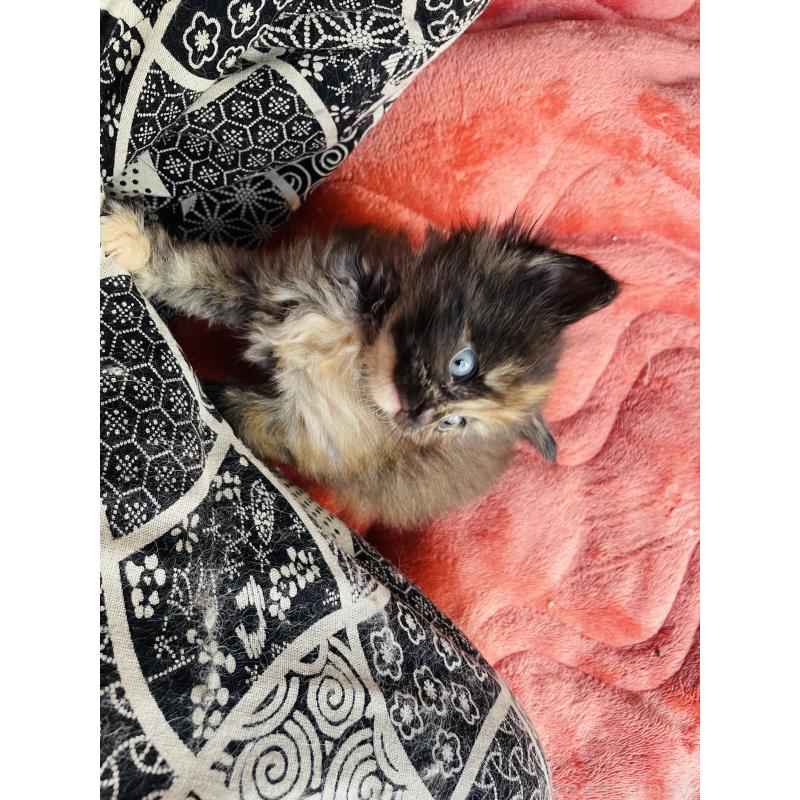 販売中の京都府のメインクーン-135238の4枚目