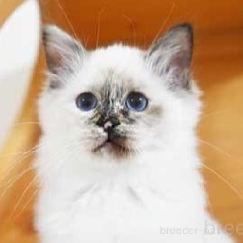 販売中の岡山県のバーマン-135237