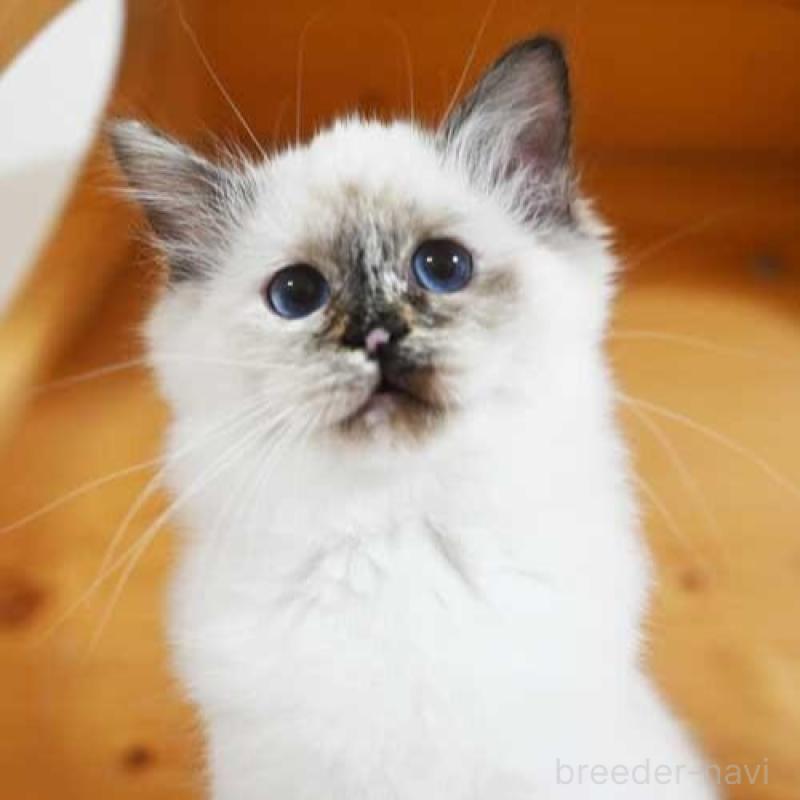 販売中の岡山県のバーマン-135237の2枚目