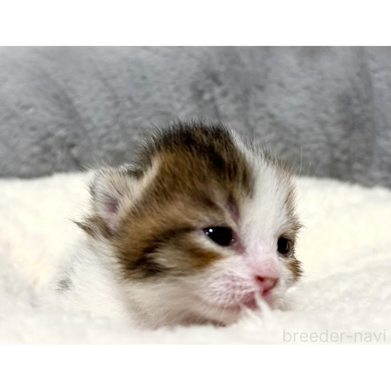 販売中の岐阜県のマンチカン-135239の6枚目