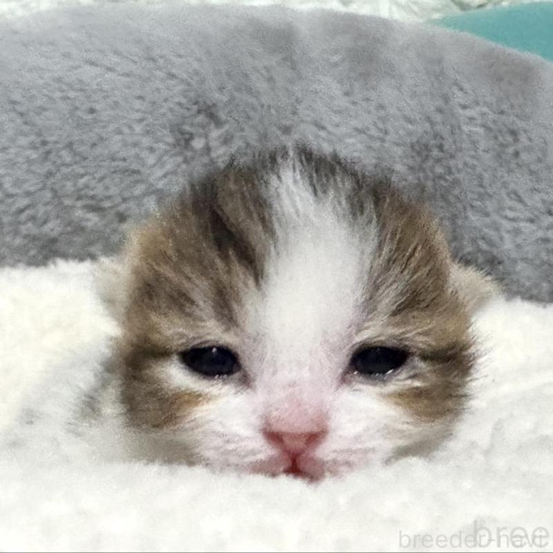 販売中の岐阜県のマンチカン-135239の1枚目