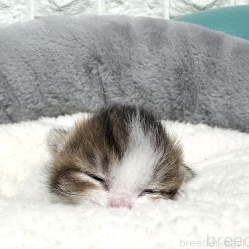 販売中の岐阜県のマンチカン-135239の5枚目