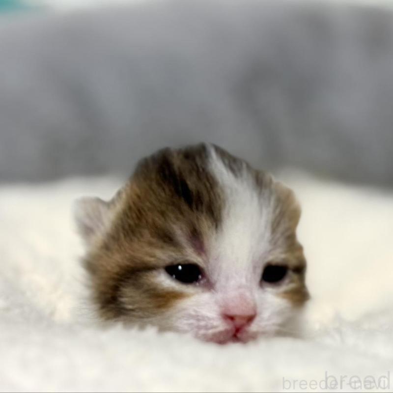 販売中の岐阜県のマンチカン-135239の4枚目