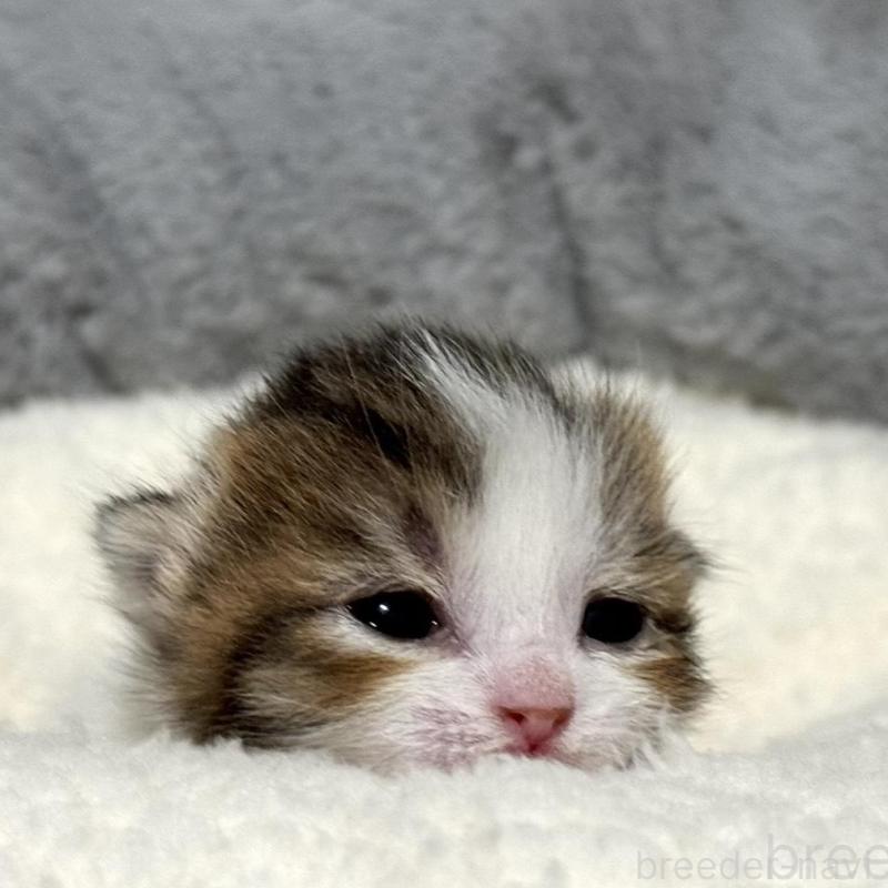 販売中の岐阜県のマンチカン-135239の3枚目