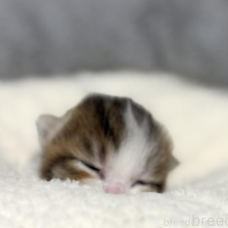 販売中の岐阜県のマンチカン-135239の2枚目