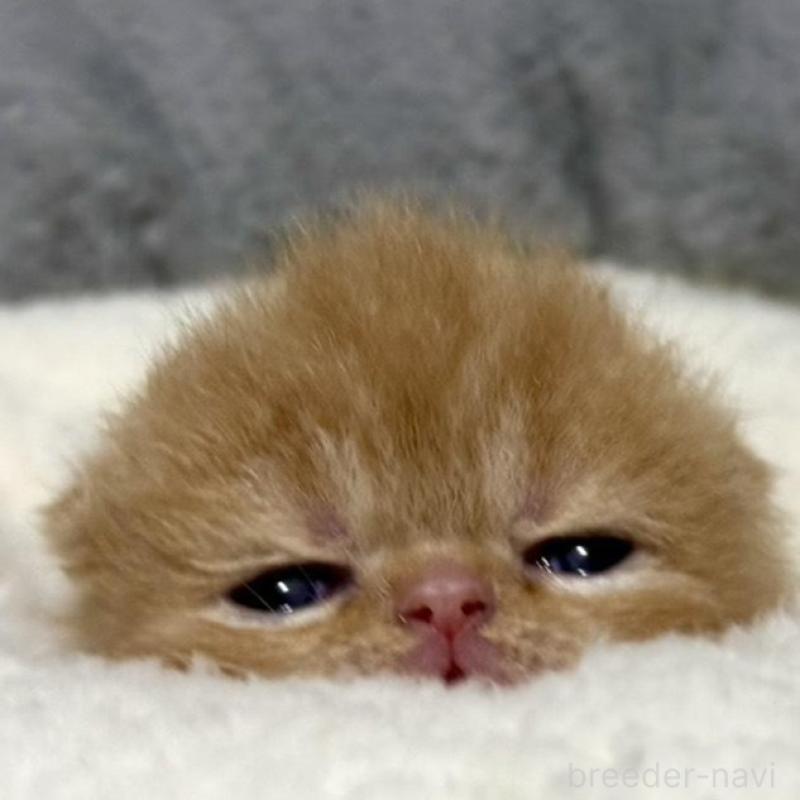 販売中の岐阜県のエキゾチックショートヘア-135240の6枚目