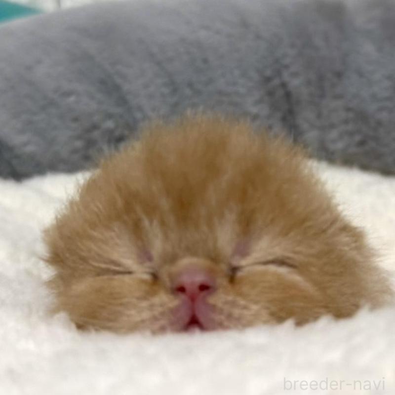 販売中の岐阜県のエキゾチックショートヘア-135240の5枚目