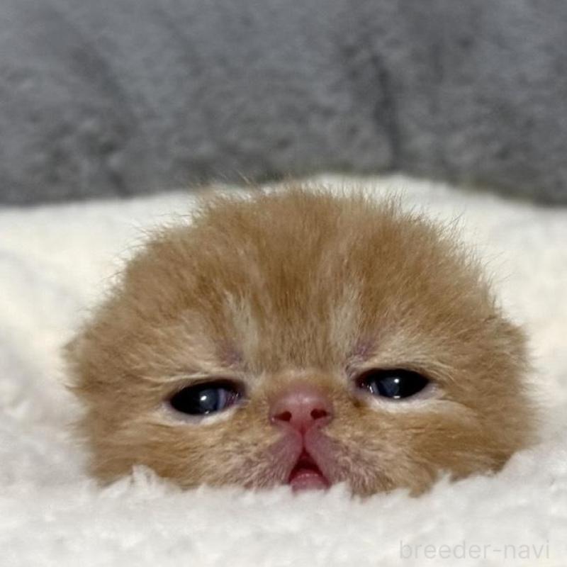 販売中の岐阜県のエキゾチックショートヘア-135240の4枚目