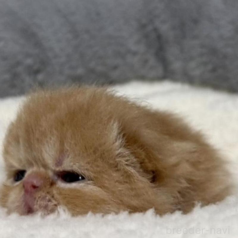 販売中の岐阜県のエキゾチックショートヘア-135240の3枚目