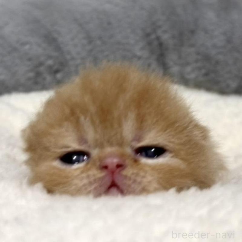 販売中の岐阜県のエキゾチックショートヘア-135240