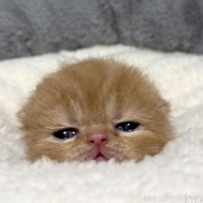 販売中の岐阜県のエキゾチックショートヘア-135240の2枚目