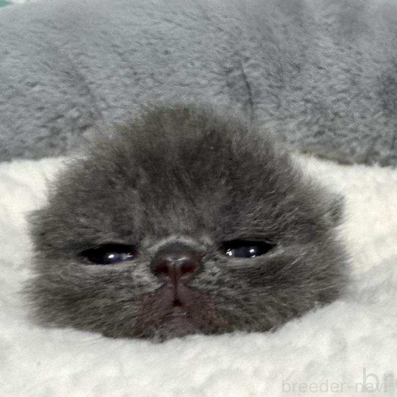 販売中の岐阜県のエキゾチックショートヘア-135242の6枚目