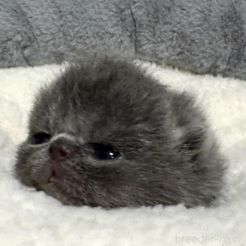 販売中の岐阜県のエキゾチックショートヘア-135242の5枚目