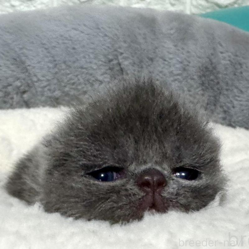 販売中の岐阜県のエキゾチックショートヘア-135242の2枚目