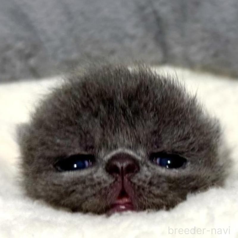 販売中の岐阜県のエキゾチックショートヘア-135242