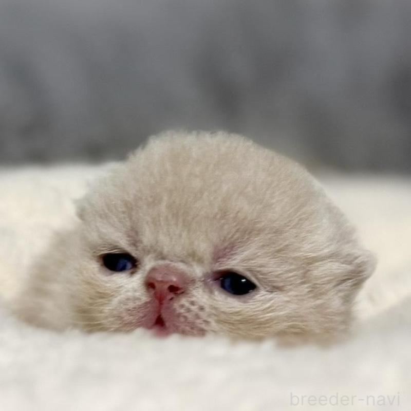 販売中の岐阜県のエキゾチックショートヘア-135243の5枚目