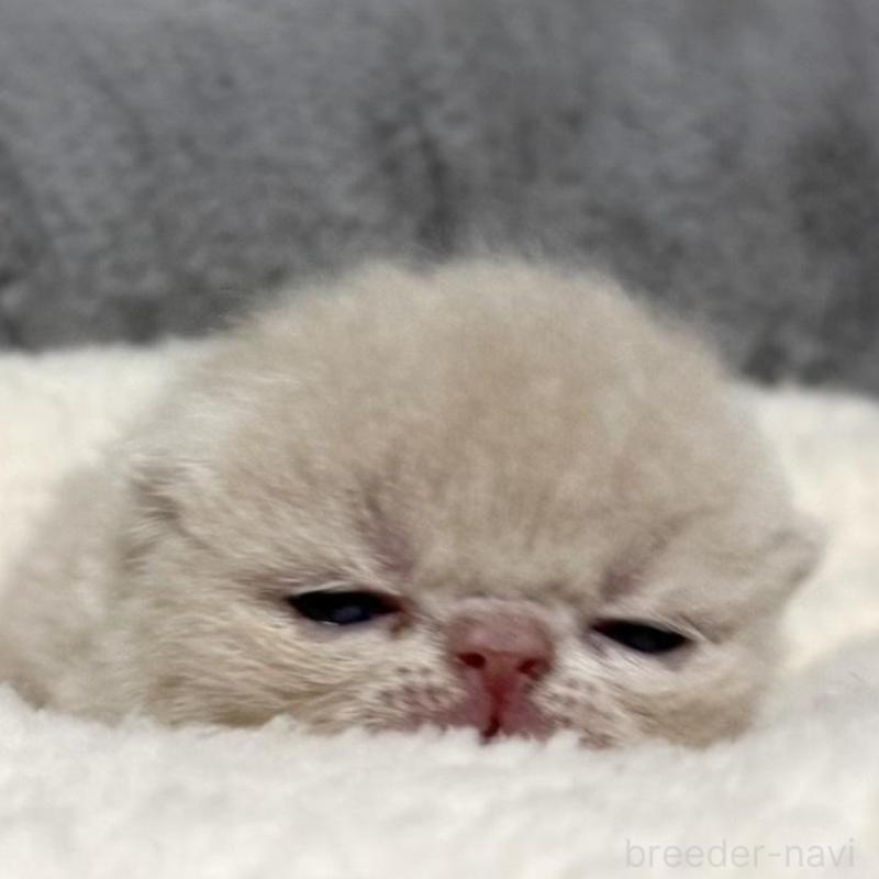 販売中の岐阜県のエキゾチックショートヘア-135243の4枚目