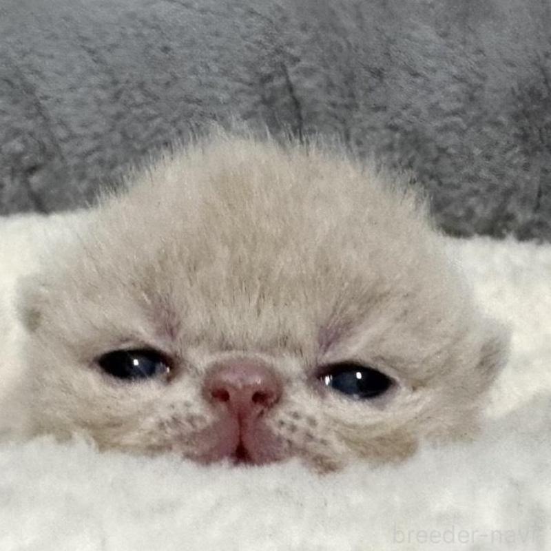 販売中の岐阜県のエキゾチックショートヘア-135243の3枚目