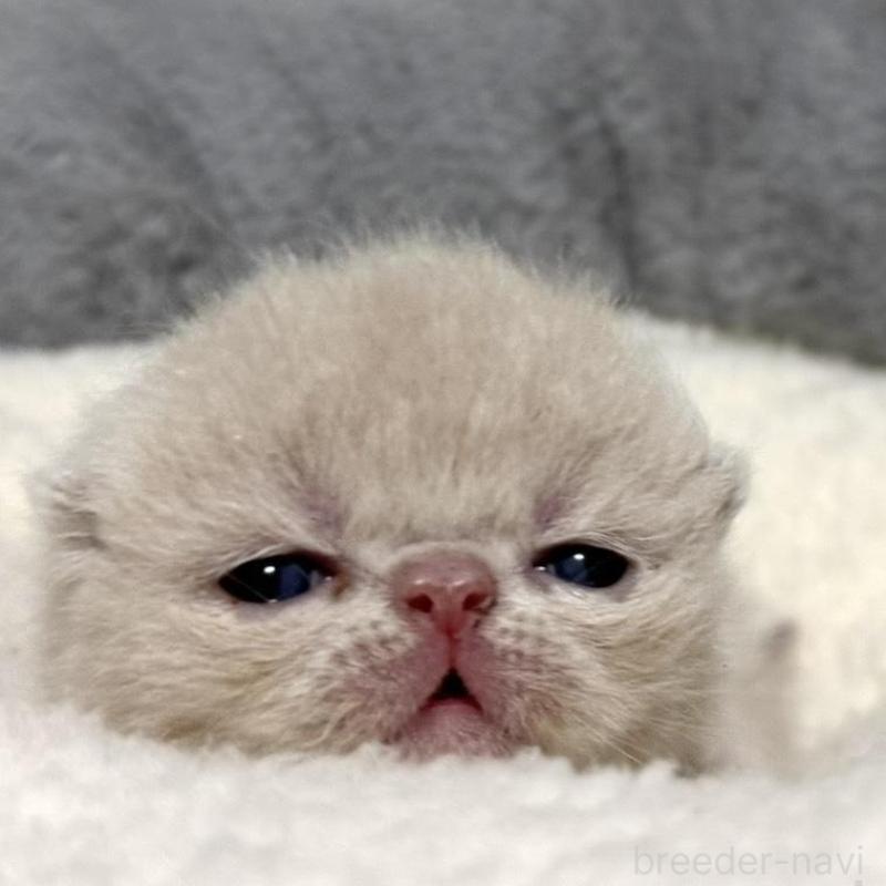 販売中の岐阜県のエキゾチックショートヘア-135243の2枚目