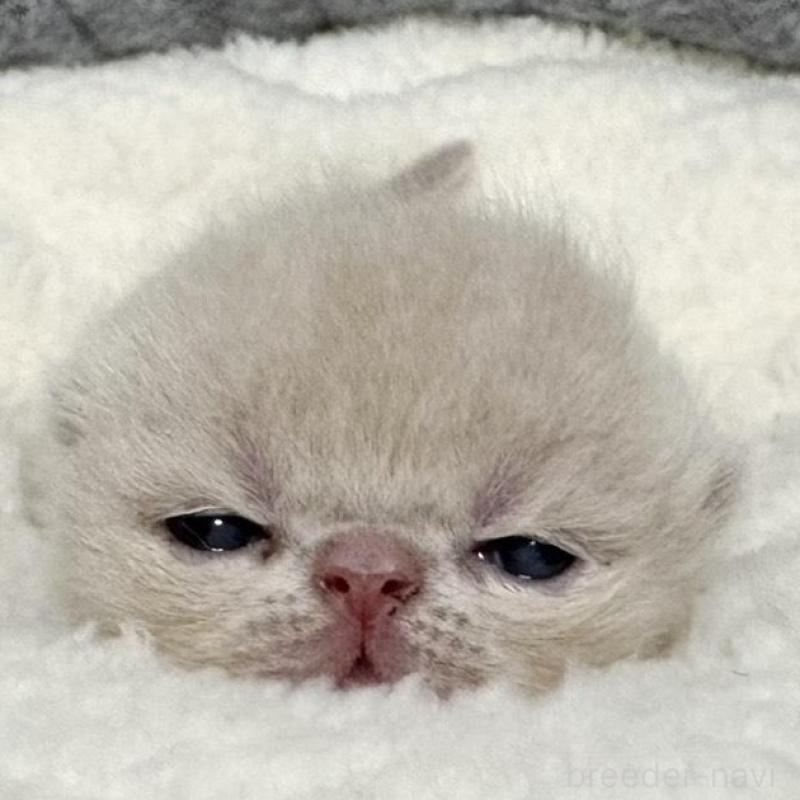 販売中の岐阜県のエキゾチックショートヘア-135243