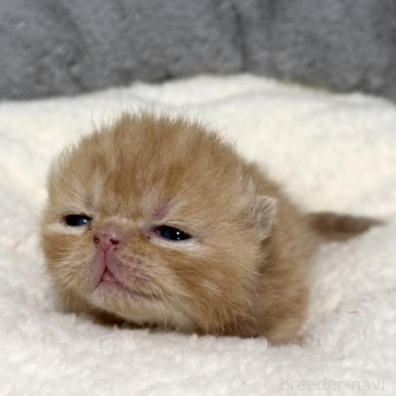 販売中の岐阜県のエキゾチックショートヘア-135244の7枚目