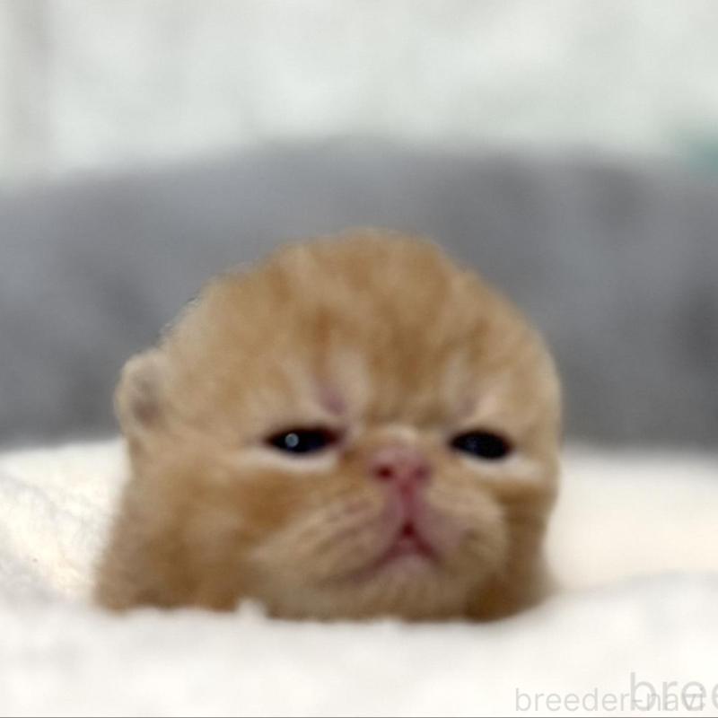 販売中の岐阜県のエキゾチックショートヘア-135244の6枚目