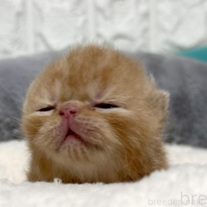 販売中の岐阜県のエキゾチックショートヘア-135244の5枚目