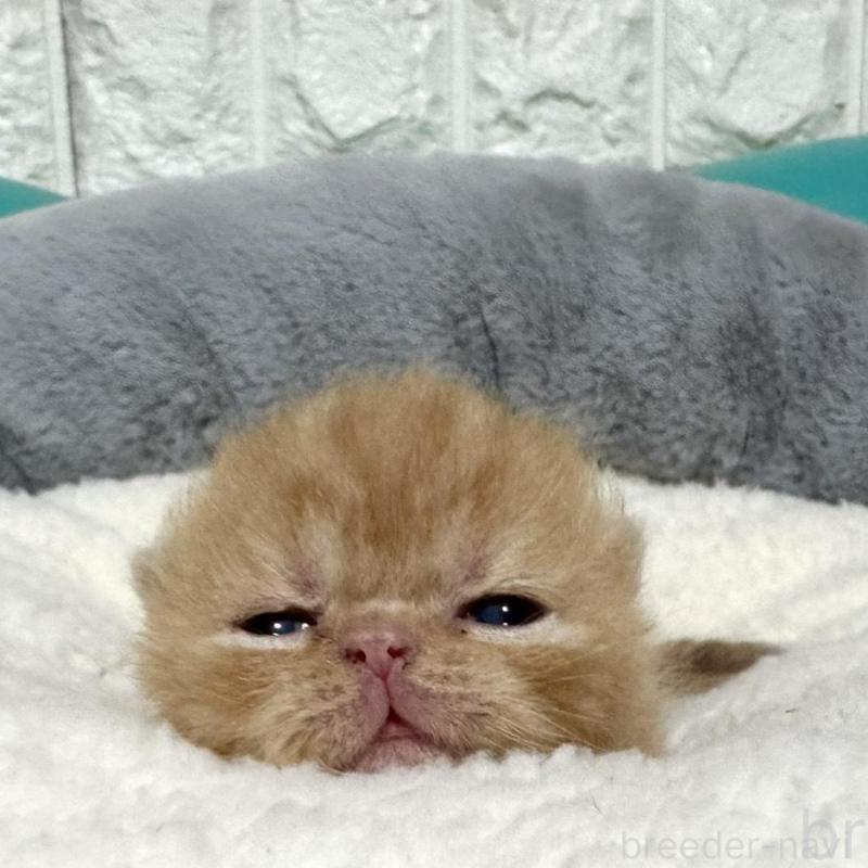 販売中の岐阜県のエキゾチックショートヘア-135244の4枚目