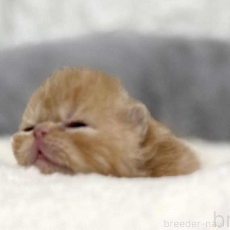 販売中の岐阜県のエキゾチックショートヘア-135244の3枚目