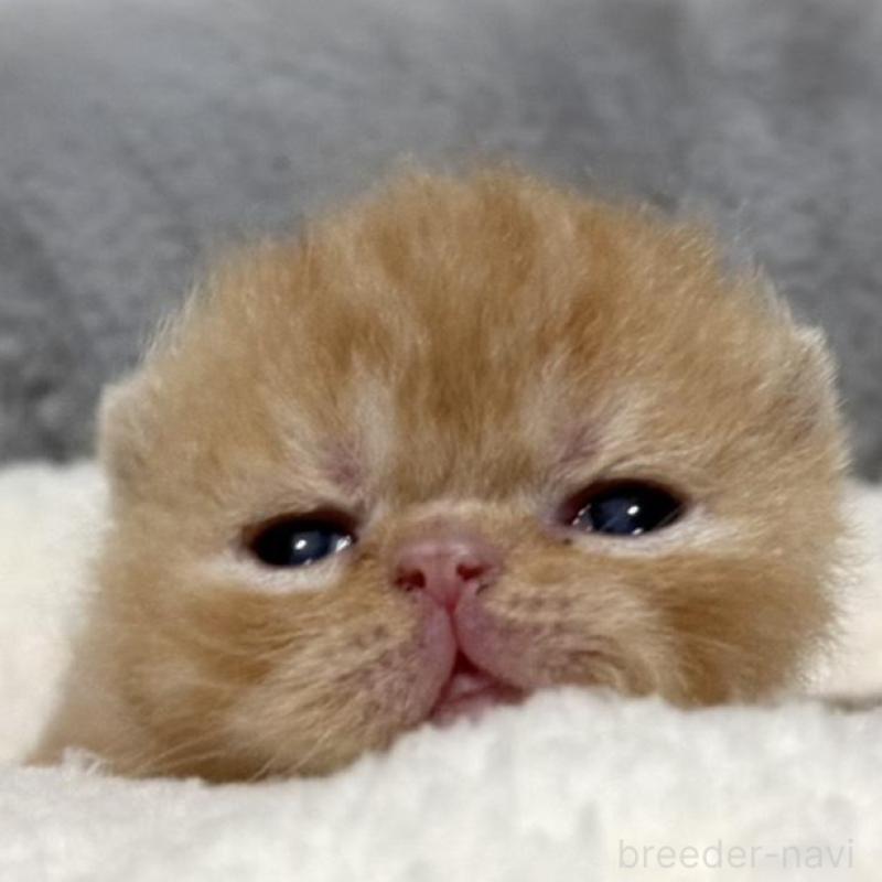 販売中の岐阜県のエキゾチックショートヘア-135244の1枚目