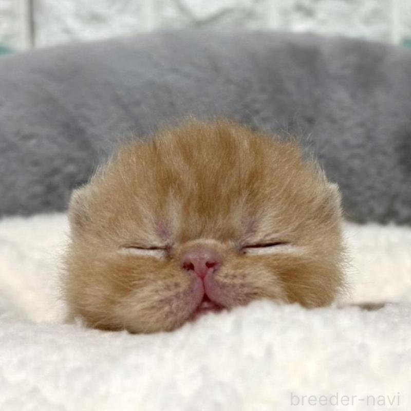 販売中の岐阜県のエキゾチックショートヘア-135244の2枚目