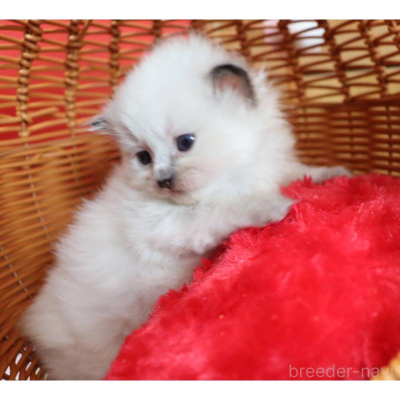 販売中の千葉県のサイベリアン-135245の7枚目