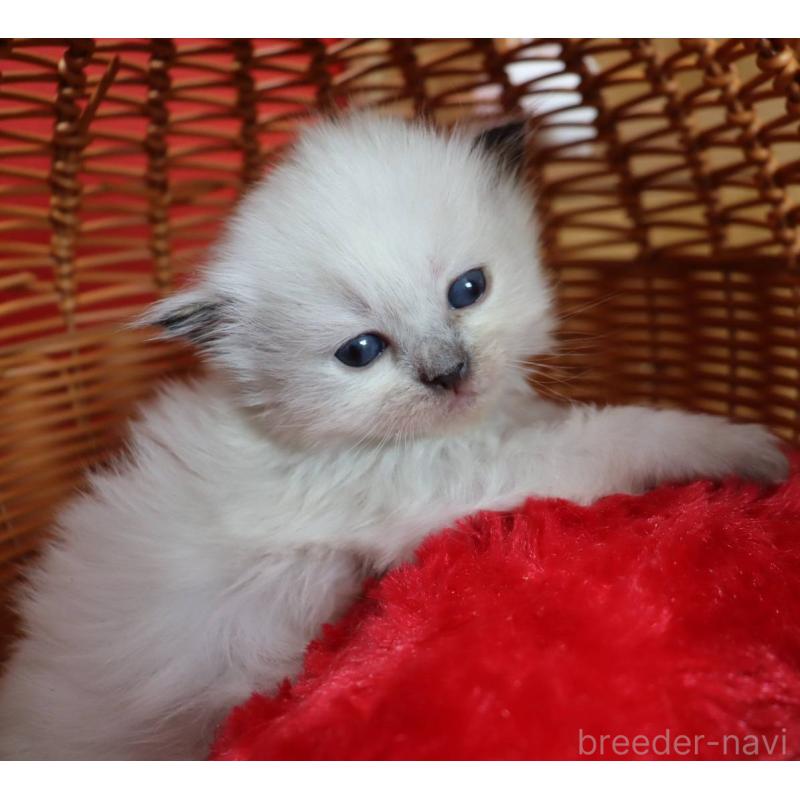 販売中の千葉県のサイベリアン-135245の6枚目