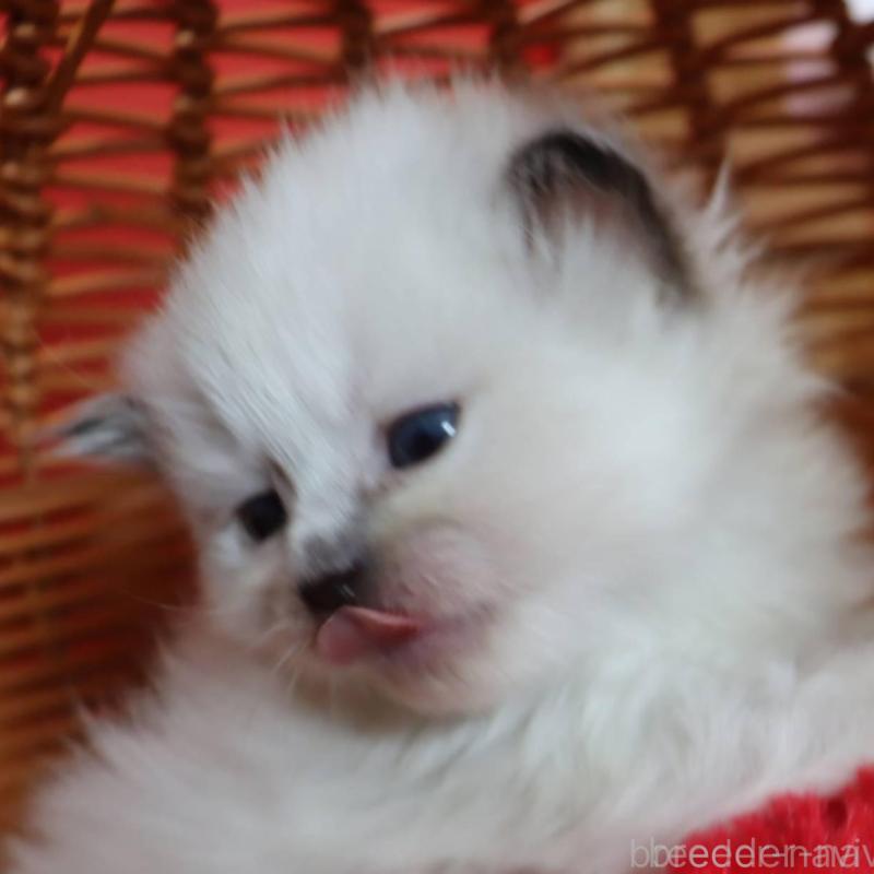 販売中の千葉県のサイベリアン-135245の4枚目