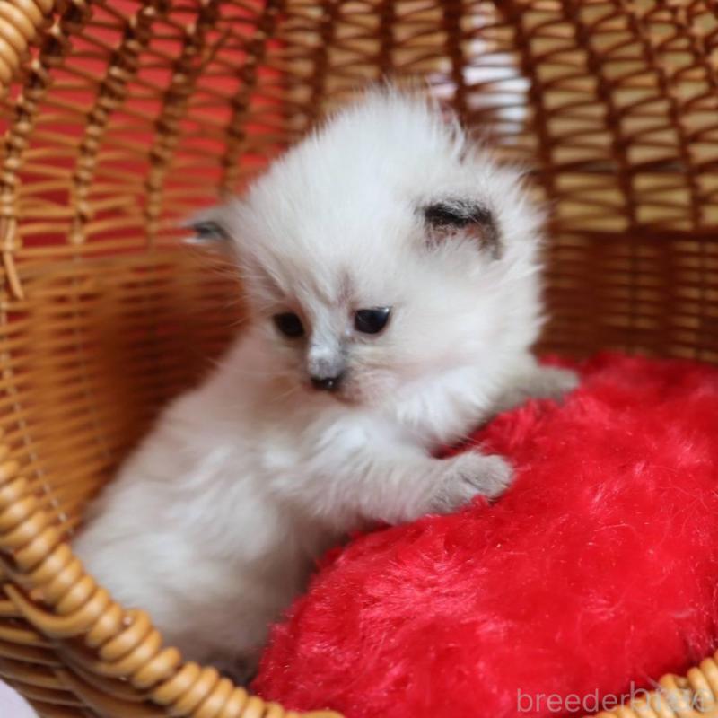 販売中の千葉県のサイベリアン-135245の3枚目