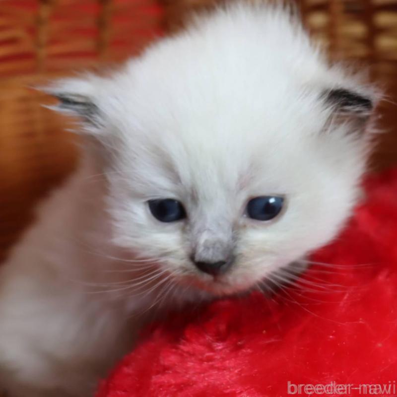 販売中の千葉県のサイベリアン-135245の2枚目