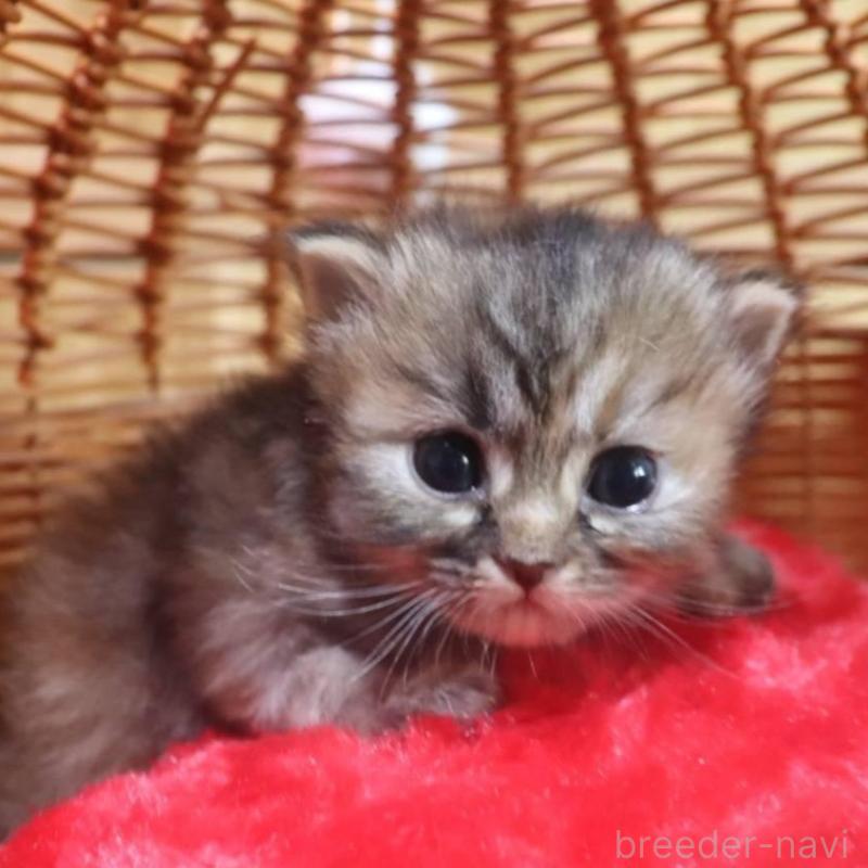 販売中の千葉県のサイベリアン-135246