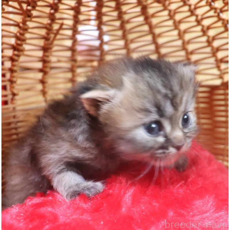 販売中の千葉県のサイベリアン-135246の9枚目