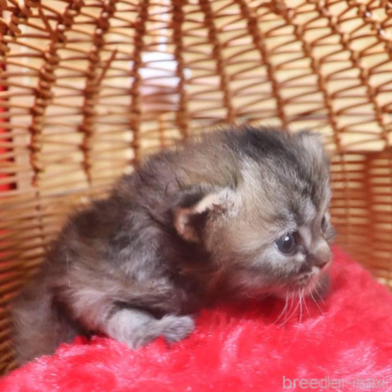 販売中の千葉県のサイベリアン-135246の8枚目