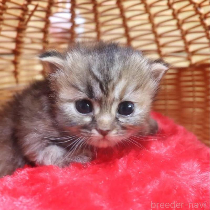 販売中の千葉県のサイベリアン-135246の7枚目