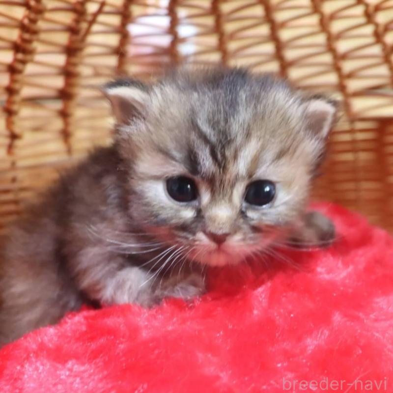 販売中の千葉県のサイベリアン-135246の5枚目