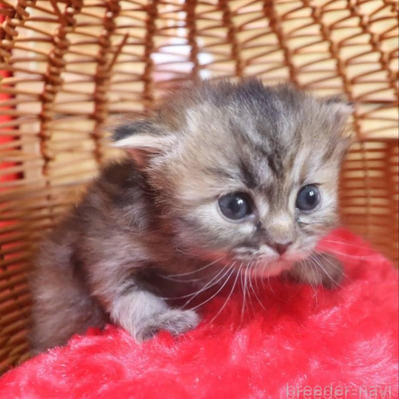 販売中の千葉県のサイベリアン-135246の4枚目