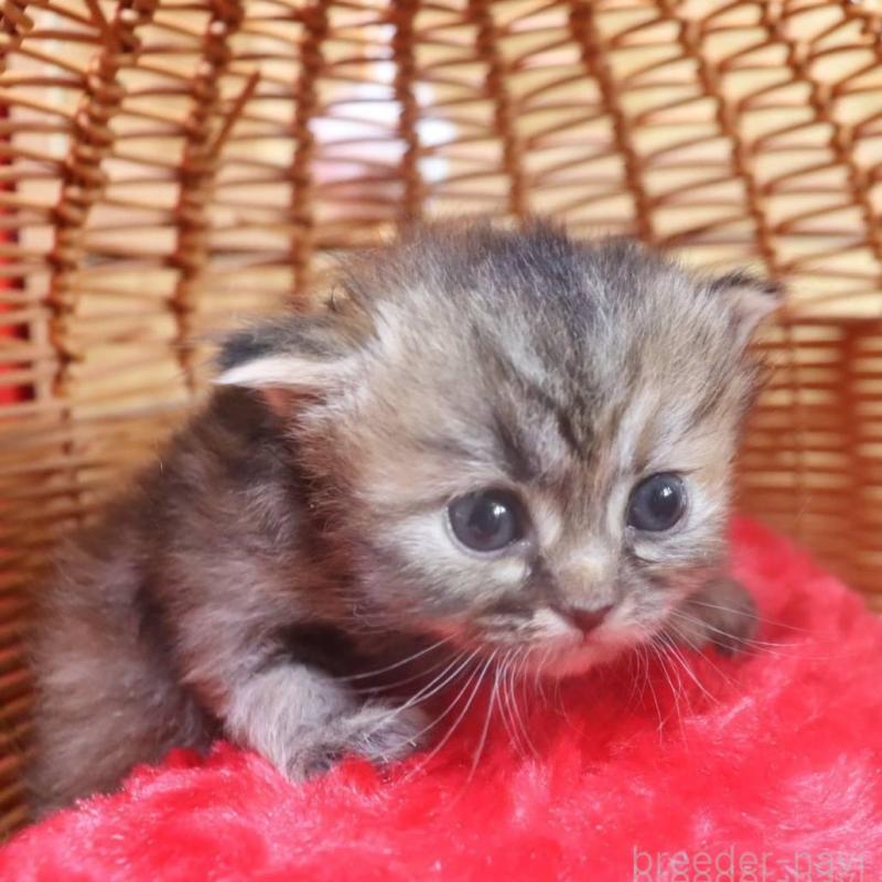 販売中の千葉県のサイベリアン-135246の3枚目