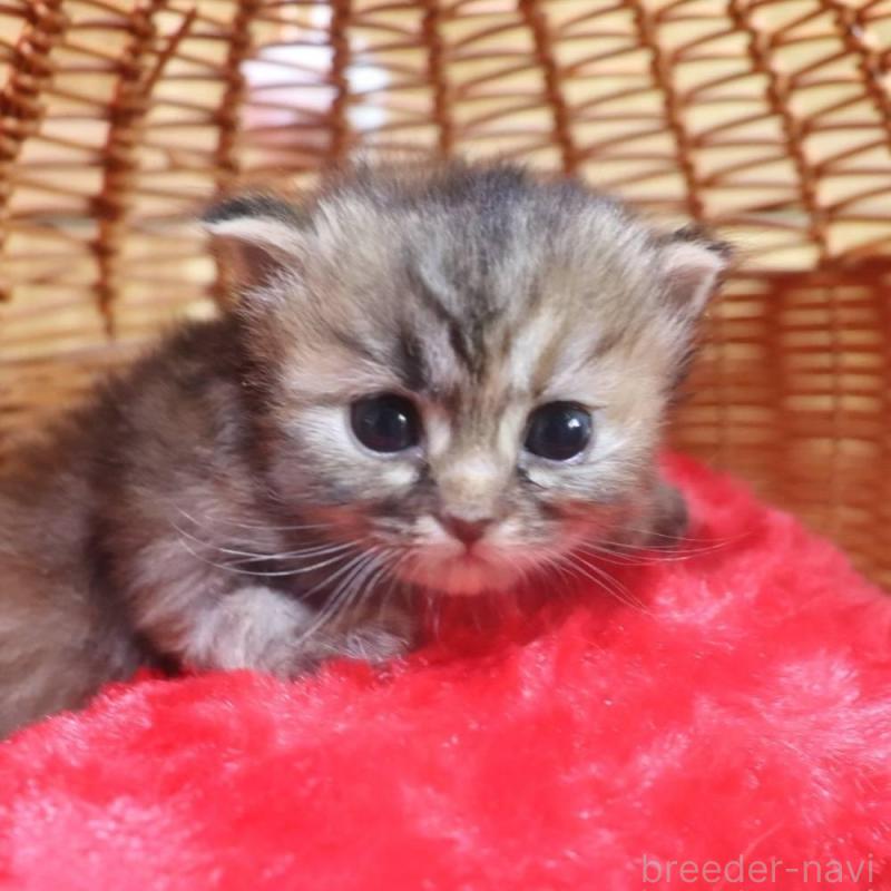 販売中の千葉県のサイベリアン-135246の2枚目